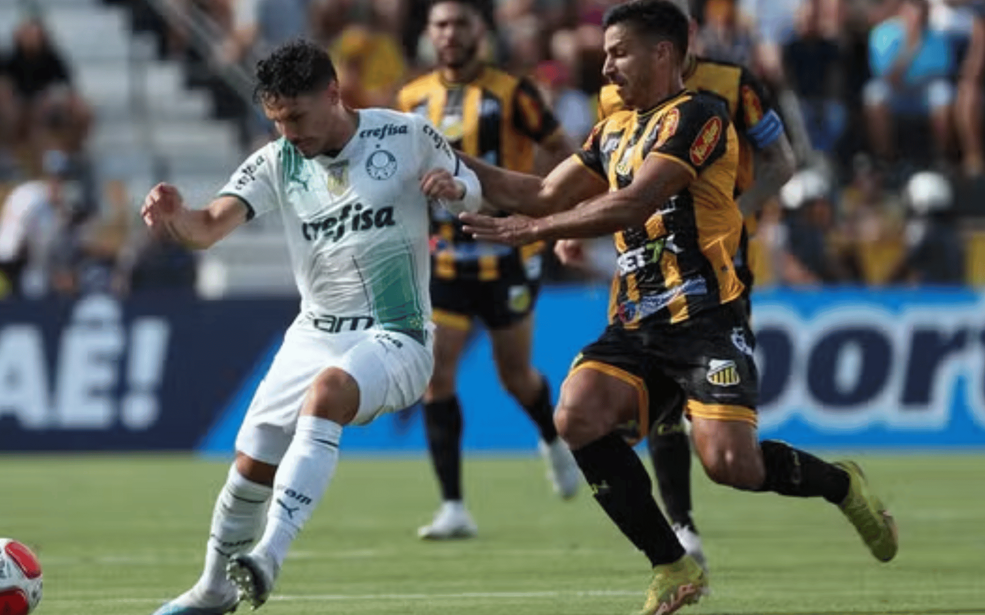 Palmeiras x Novorizontino: Onde assistir à semifinal do Paulistão.